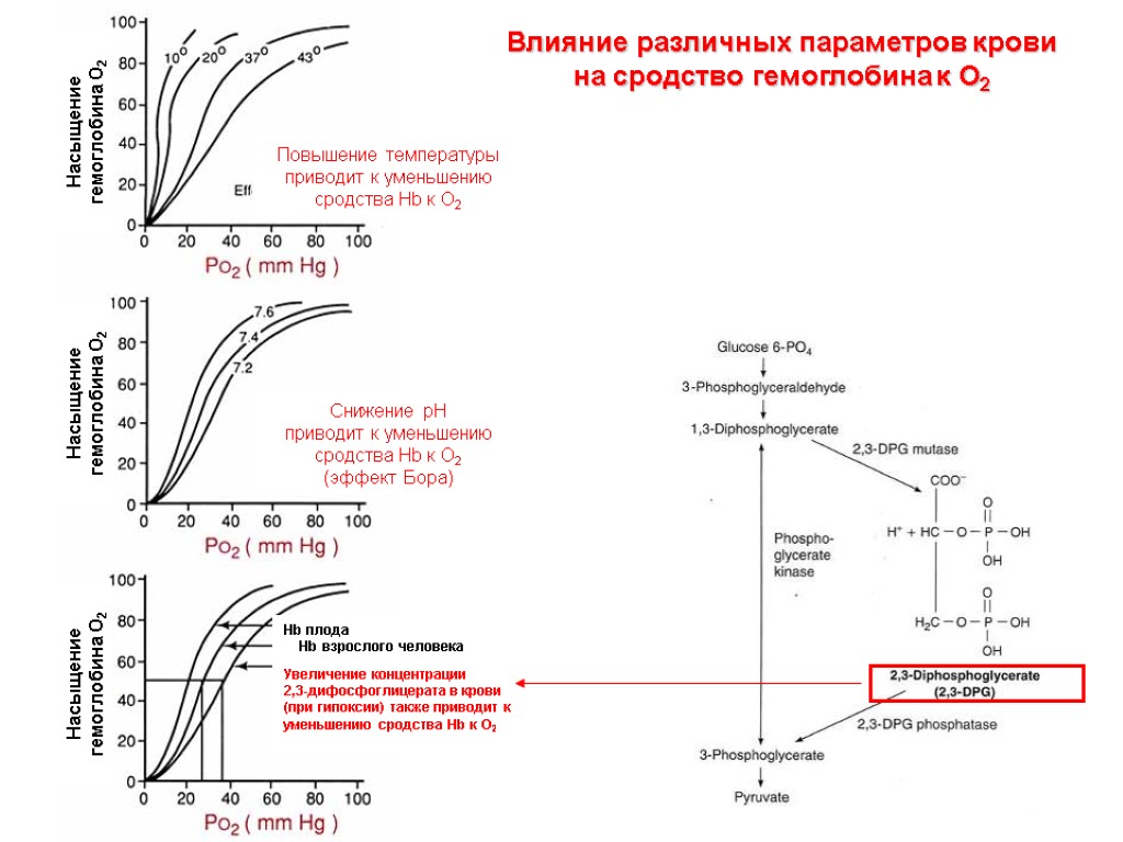 Влияние различных параметров крови на сродство гемоглобина к О2 Повышение температуры приводит к уменьшению